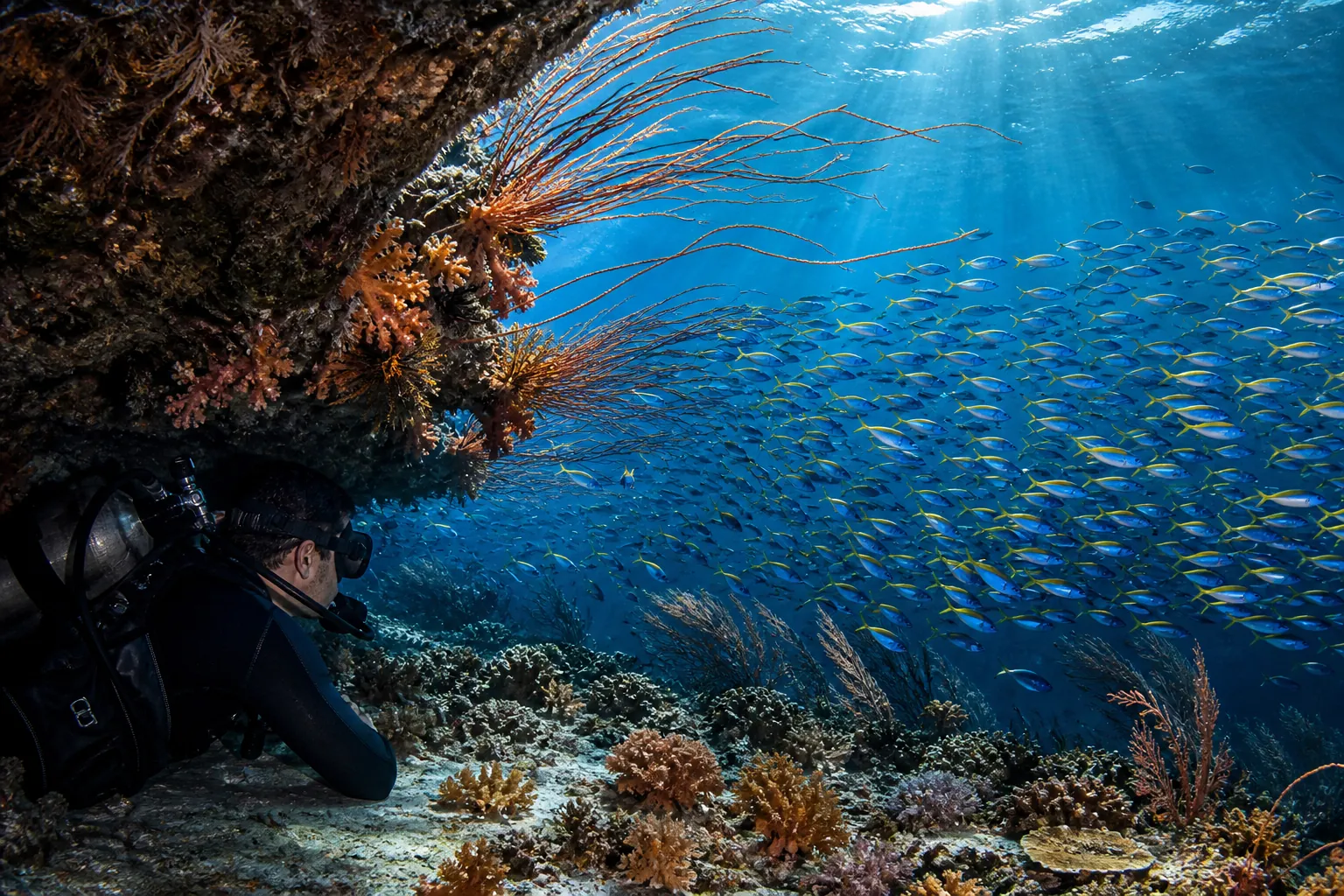 A diver sheltering low behind a reef ledge in Komodo, watching a school of fusiliers all facing into the current while soft corals and crinoids lean downstream