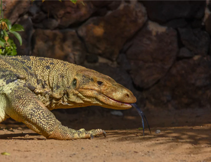 Swimming Proficiency