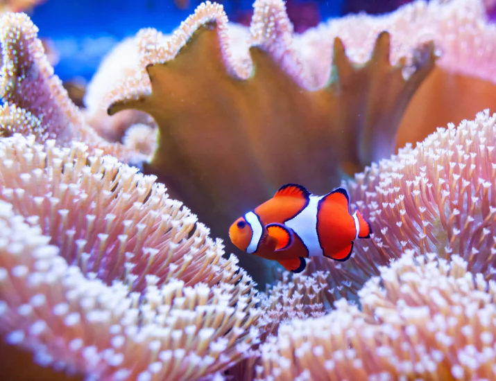 Clownfish in coral at Siaba Besar, Komodo National Park