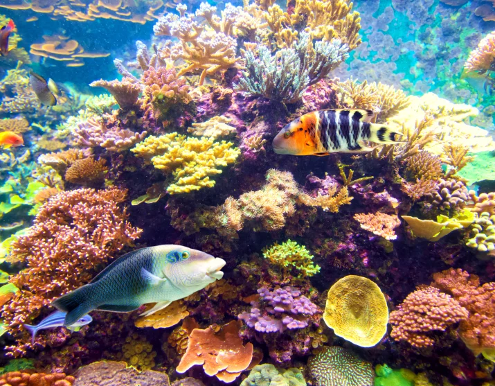 Soft corals and reef fish along the Tatawa Besar slope in Komodo