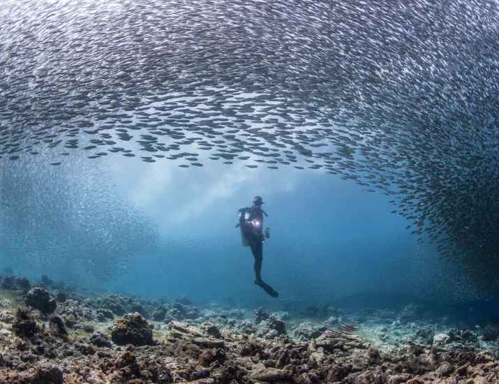 Drift diving Komodo at Shotgun dive site with schooling fish