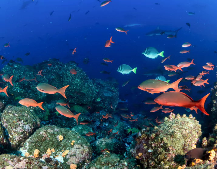 Diver swimming through fish schools, Komodo diving experience