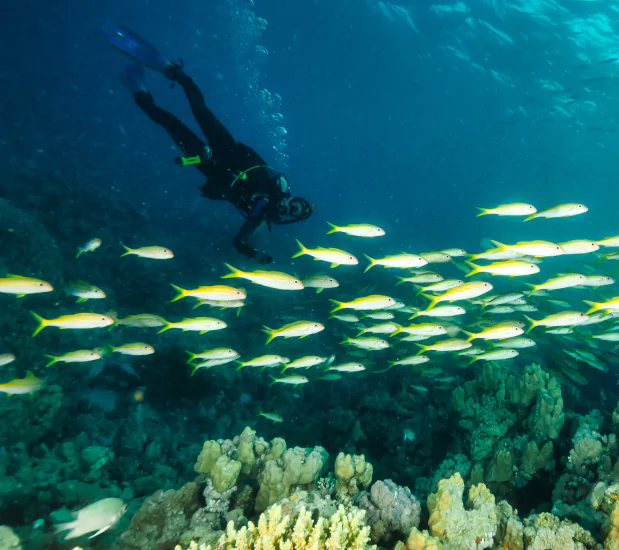 Vibrant underwater coral reef at Batu Bolong dive site in Komodo