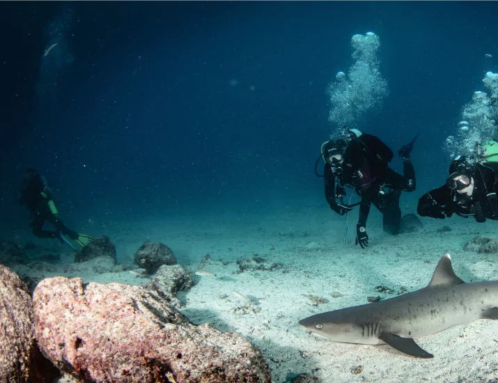 Diver with shark at Castle Rock dive site in Komodo