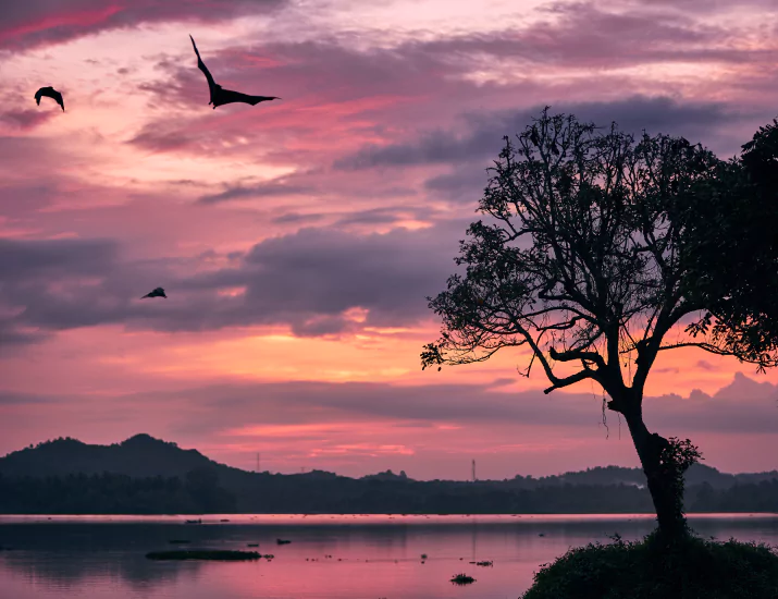 Flying foxes at sunset