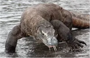 Underwater diving in Komodo