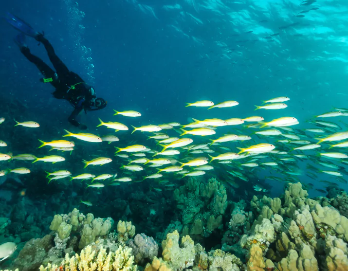 Diverse Diving Sites