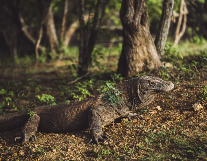 The Komodo Dragons