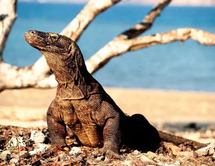 Best Time to Visit Komodo