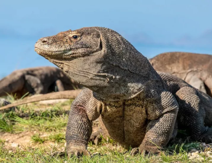 Ultimate Luxury: Luxury Boat Tours