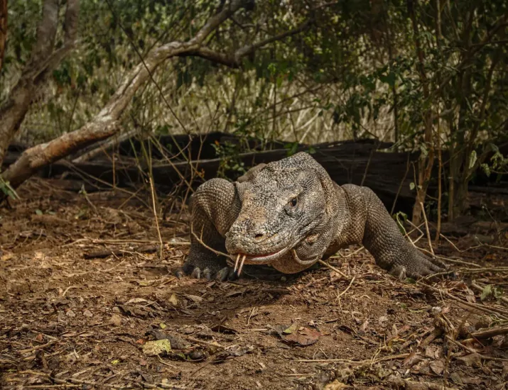 The Zoo Experience: Rinca Island