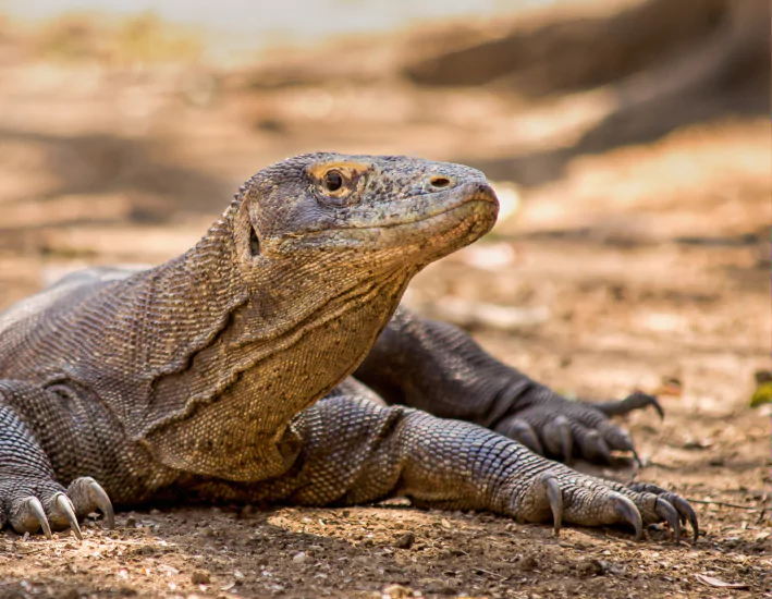 A Variety of Komodo Boat Tours