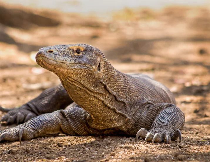 About the Komodo Dragon