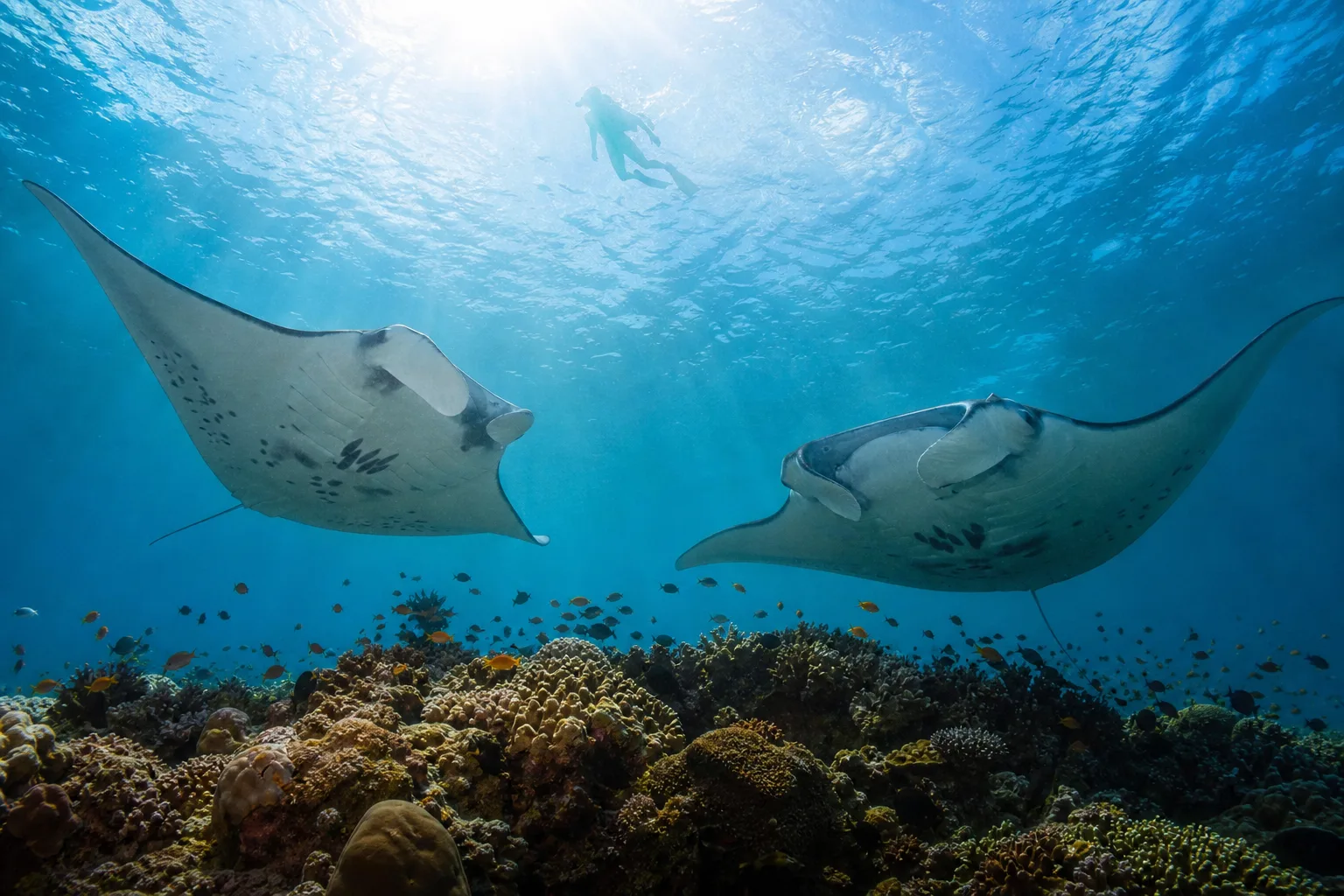 Manta Point