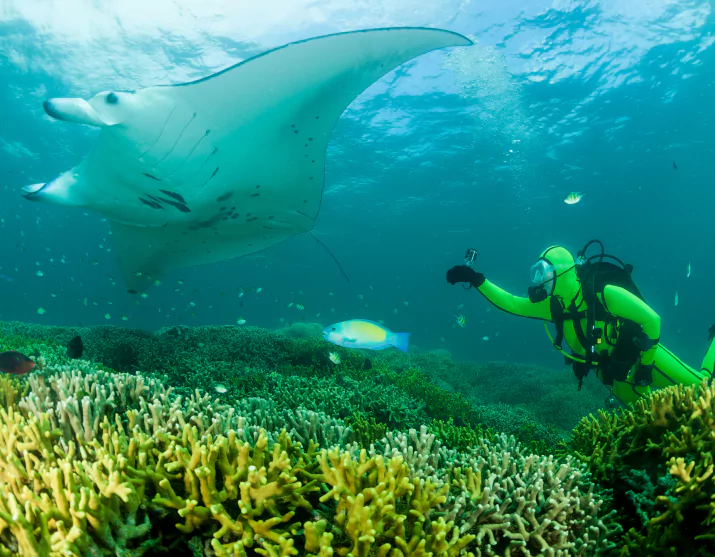 Diver with reef manta ray at Manta Point Komodo, manta ray diving Komodo