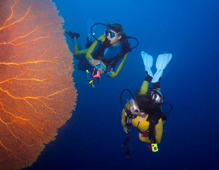 Scuba divers along a coral wall at Shotgun Komodo drift dive