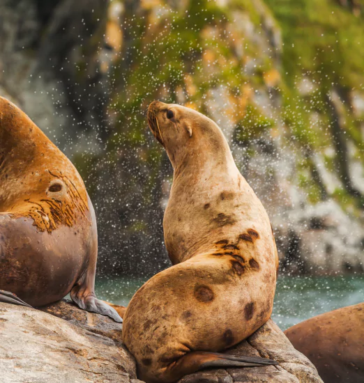 Komodo Dragon Tours – The Ultimate Adventure Awaits