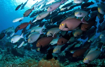 Scuba Diving in Komodo