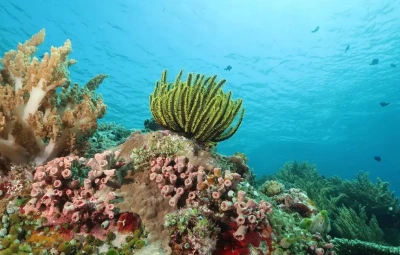 Snorkeling in Komodo