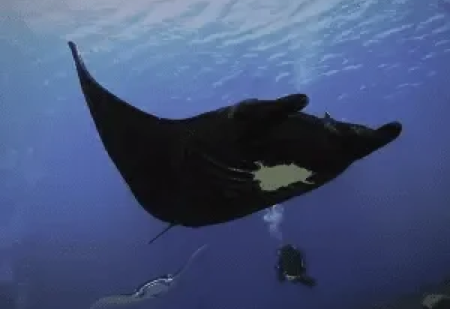 Stingray swimming in Komodo waters