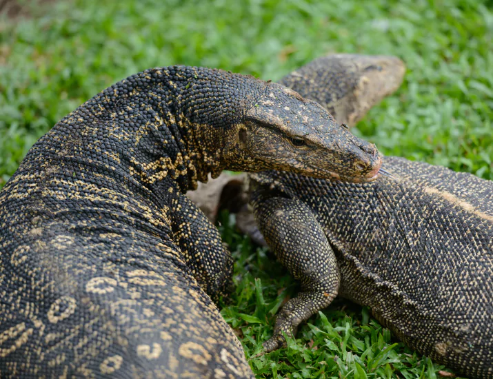 Physical Characteristics